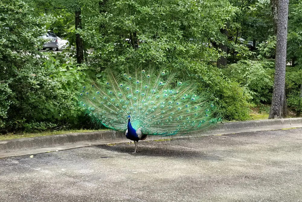 A peacock with its green and blue feathers spread out, strutting along a road.