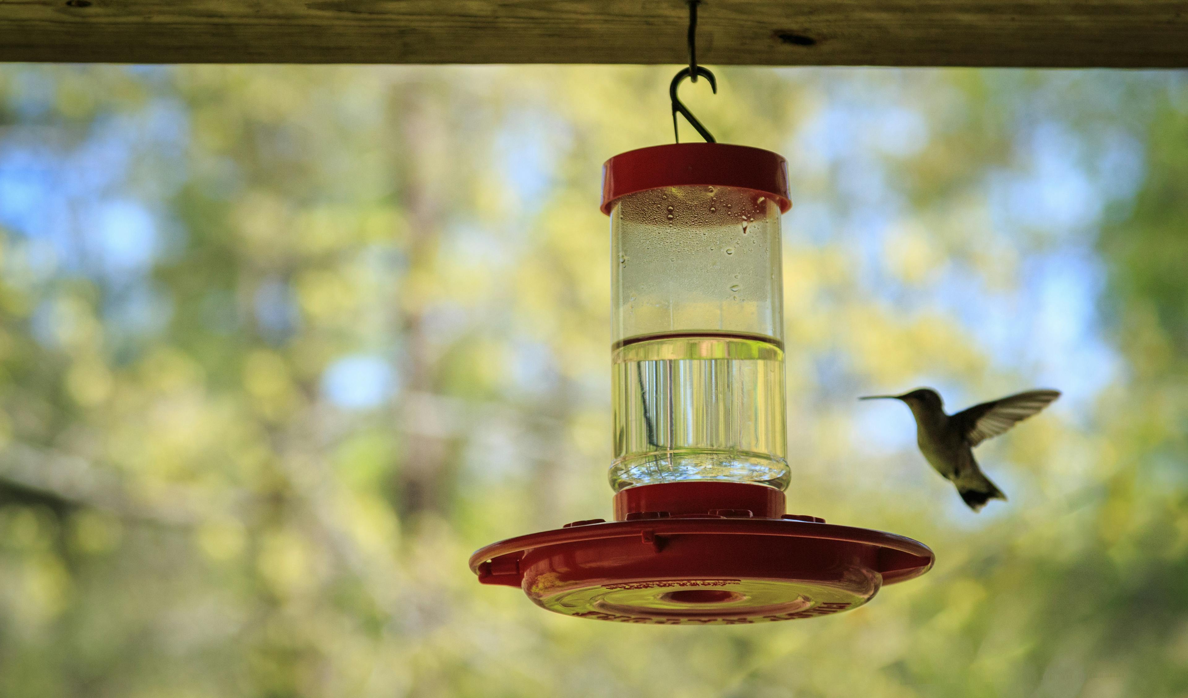 A hummingbird flying next to a red hummingbird feeder with clear liquid in the feeder
