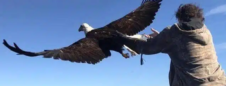 Blue sky with a bald eagle taking off from his handler