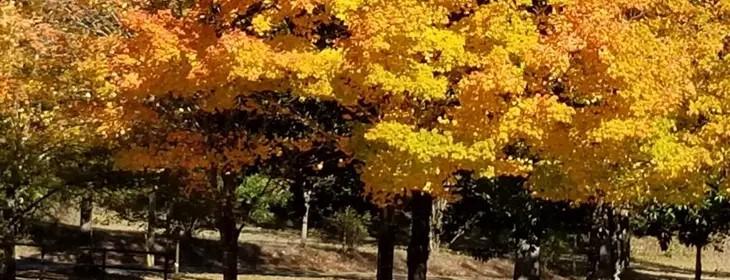 A row of trees with yellow and orange leaves